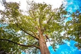  City View, SC Tree Services Pros