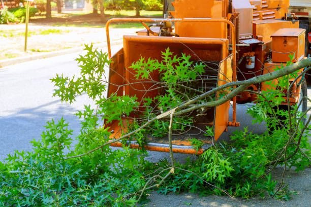 Best Emergency Tree Removal  in City View, SC