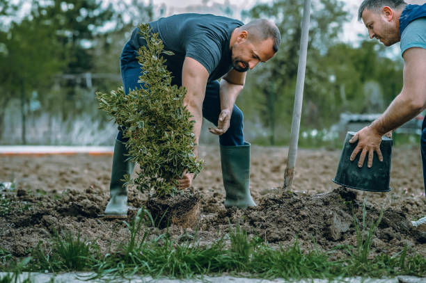Best Lawn Disease Treatment  in City View, SC