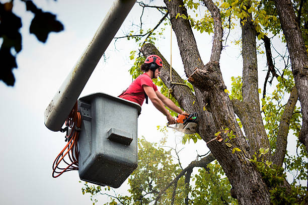 Best Hazardous Tree Removal  in City View, SC